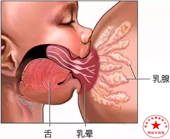母乳喂養(yǎng)應(yīng)注意哪些？